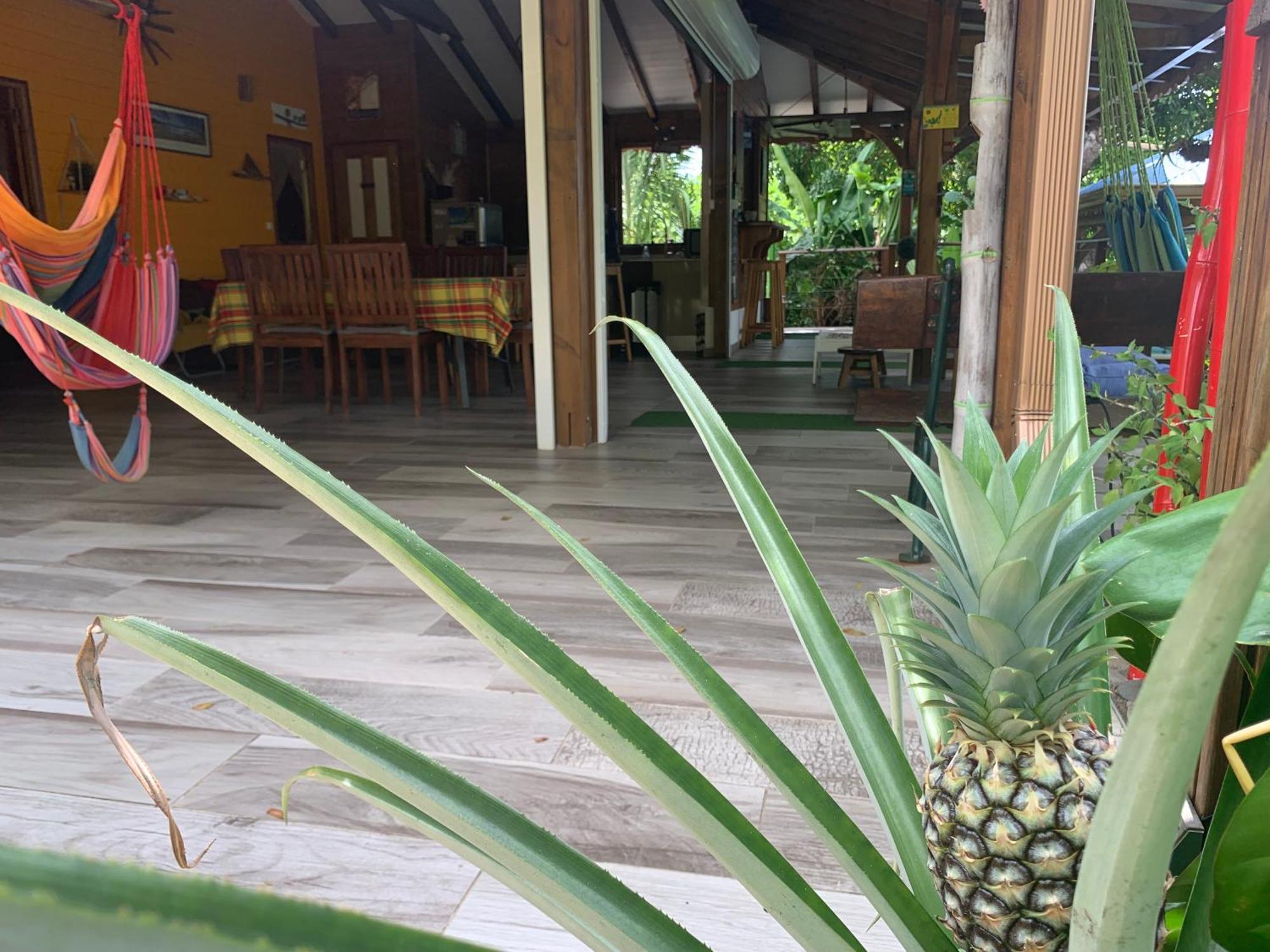 Les Ilets Caraibes Vue Mer Bouillante Zewnętrze zdjęcie